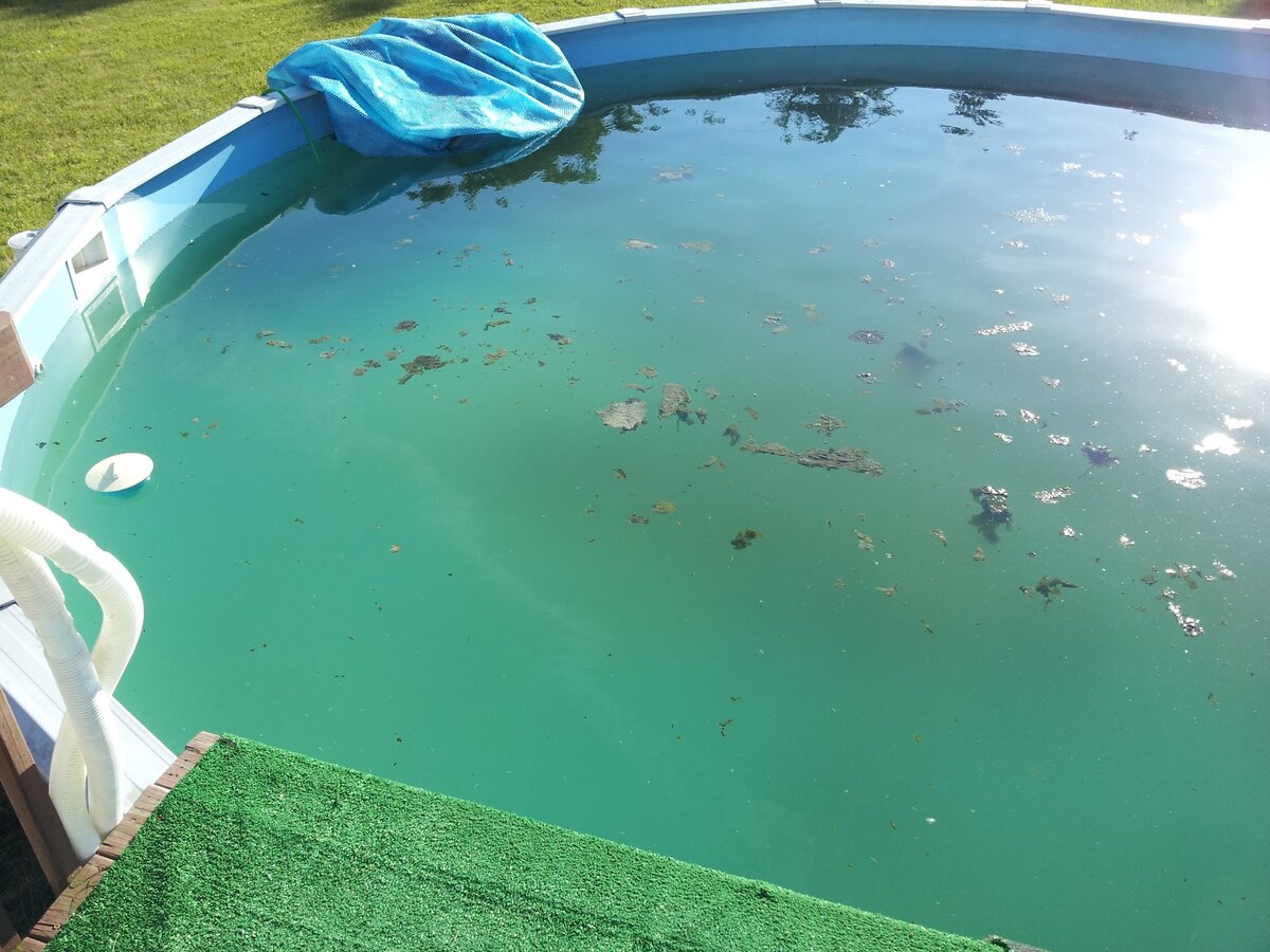 Фото: inyopools.com/blog/wp-content/uploads/2016/03/how-to-kill-above-ground-pool-algae.jpg
