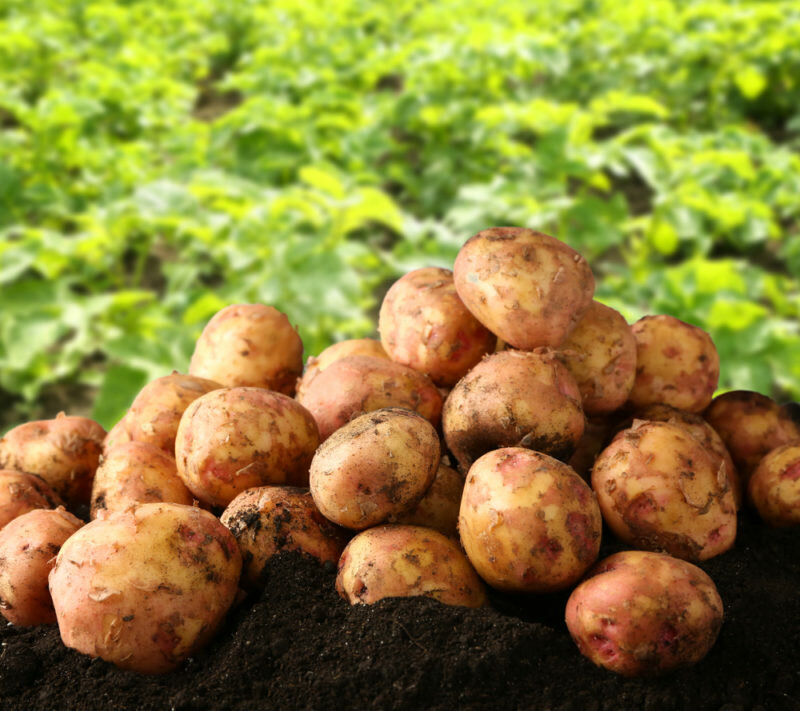 Сбор урожая картофеля. Иллюстрация для статьи используется по стандартной лицензии ©life-hacky.ru