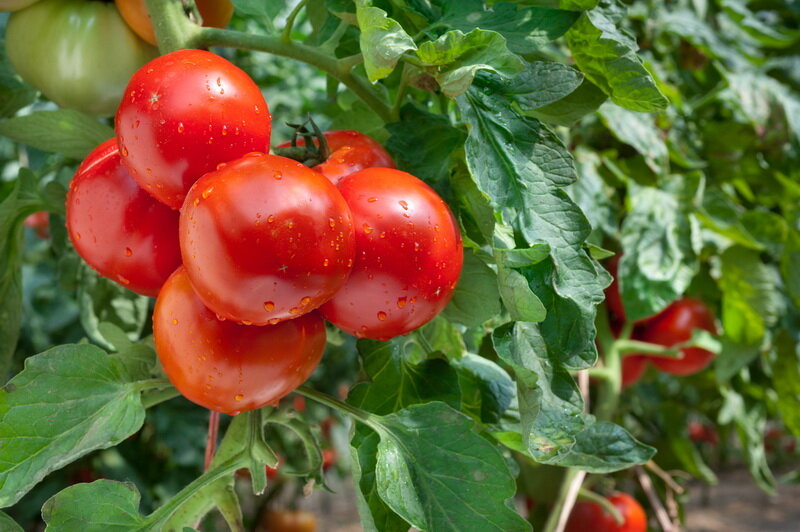 Выращивание томатов. Иллюстрация для статьи используется по стандартной лицензии ©life-hacky.ru