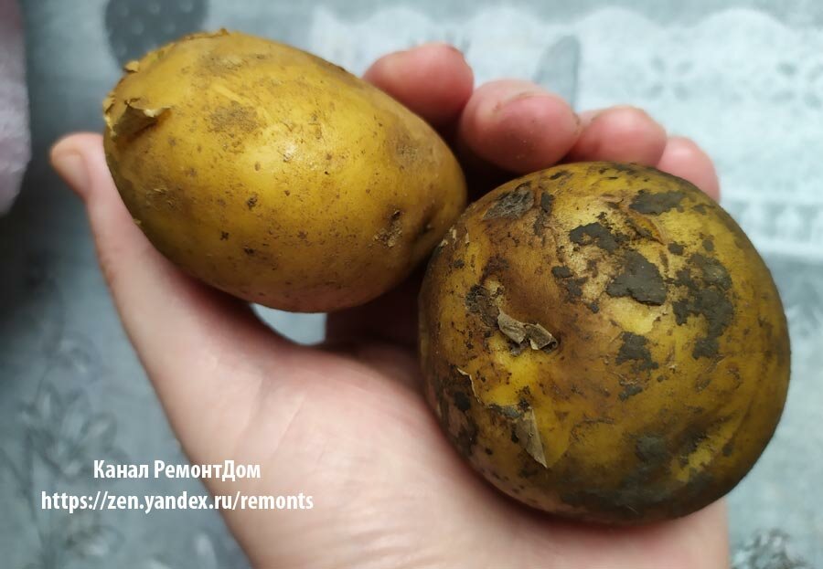 Храню картофель в квартире. Без погреба до весны свежая картошка