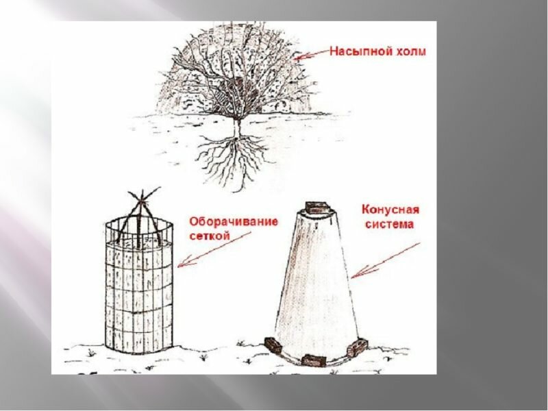 Защита деревьев на зиму. Иллюстрация с сайта infourok.ru