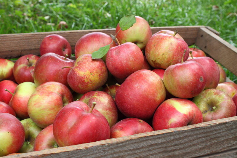 Собранный урожай яблок. Иллюстрация для статьи используется по стандартной лицензии ©life-hacky.ru