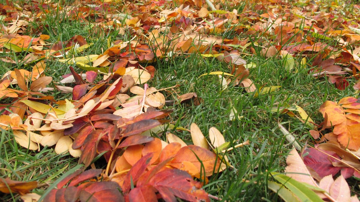 Что же делать с опавшей листвой. Оставлять до весны или убирать осенью. Сжигать или оставлять гнить под деревьями