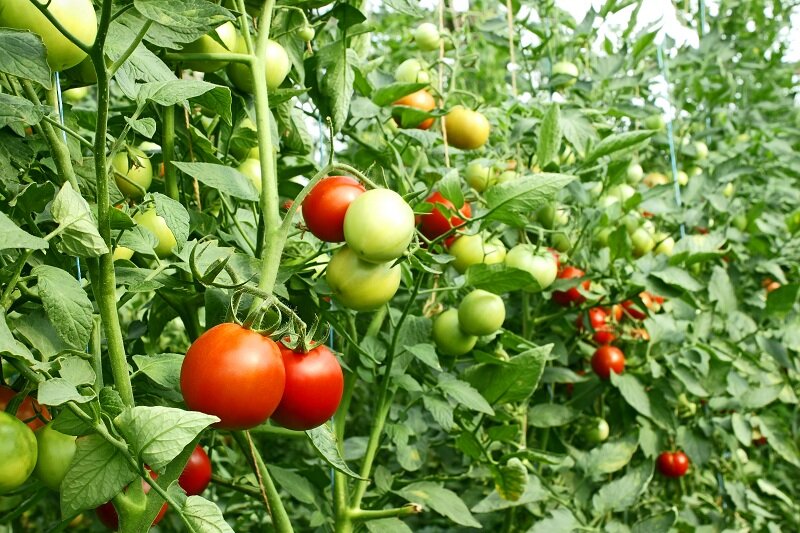 Выращивание сортов томатов. Иллюстрация для статьи используется по стандартной лицензии ©life-hacky.ru