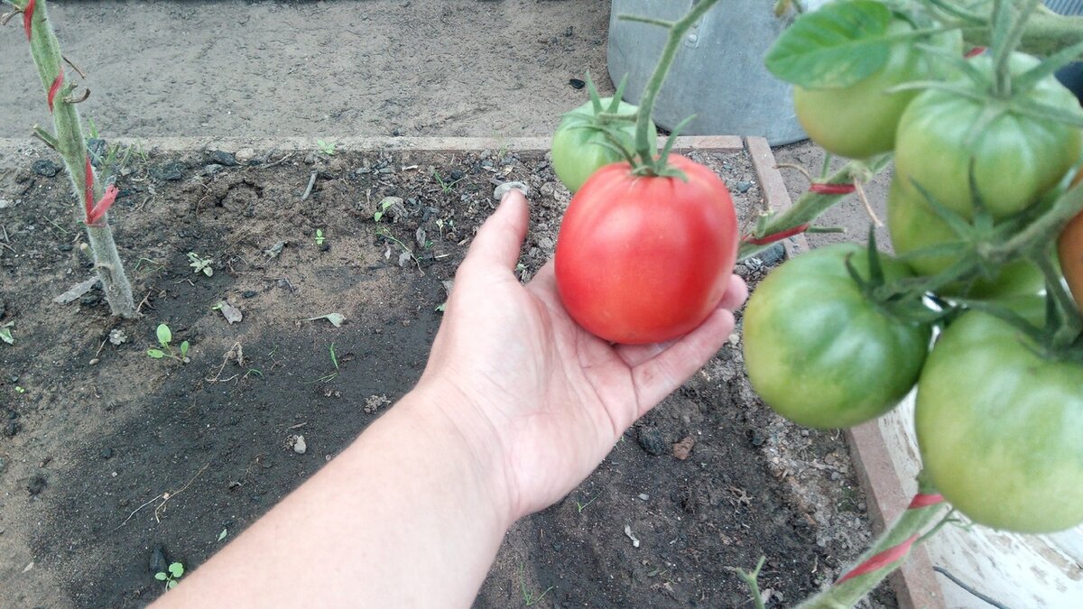 Неприхотливые томаты для ленивых, выбор 2021: посадил и забыл