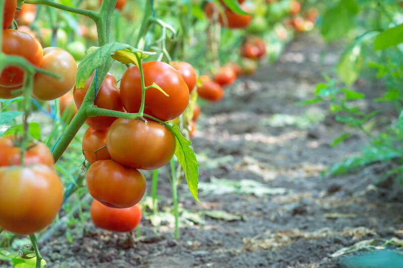 Штамбовые сорта томатов. Иллюстрация для статьи используется по стандартной лицензии ©life-hacky.ru