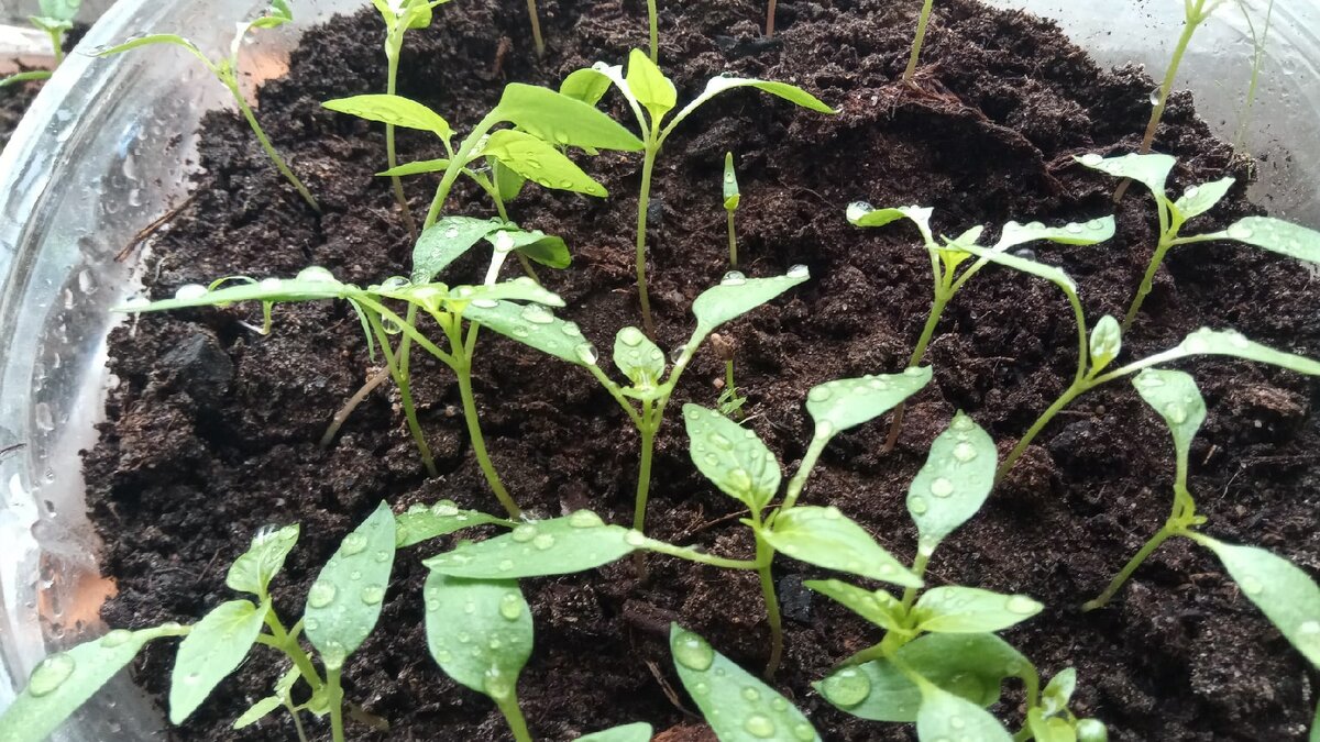Советы огороднику: преимущества и недостатки выращивания рассады перцев, томатов без пикировки. С чем может столкнуться новичок