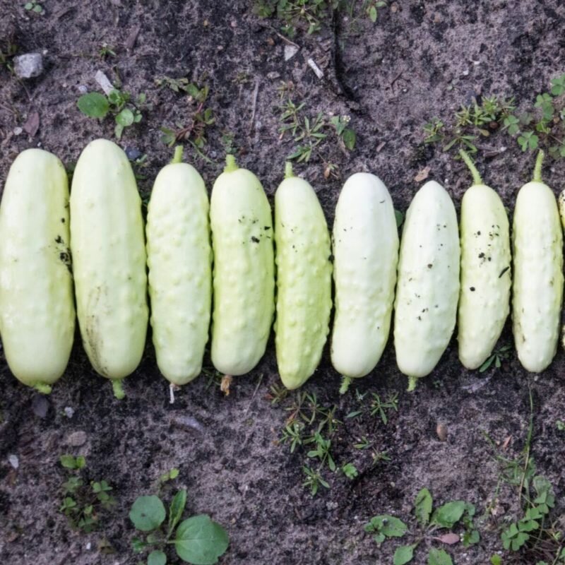 Белые огурцы. Иллюстрация с www.theseedcollection.com