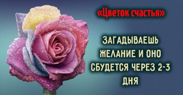 «Цветок счастья» загадываешь желание и оно сбудется через 2-3 дня